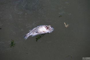 鱼死了图片,一幅鱼死图背后的故事